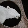 bear head in antler